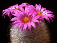 Thumbnail of 1113_Mammillaria guelzowiana_20150722_02(1).JPG